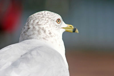 A seagull gazing into the distance