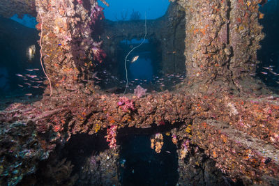 View of fish swimming in sea