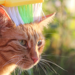 Close-up of a cat looking away