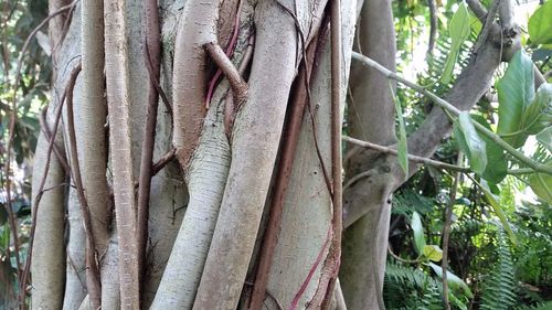 Close-up of fresh tree trunk