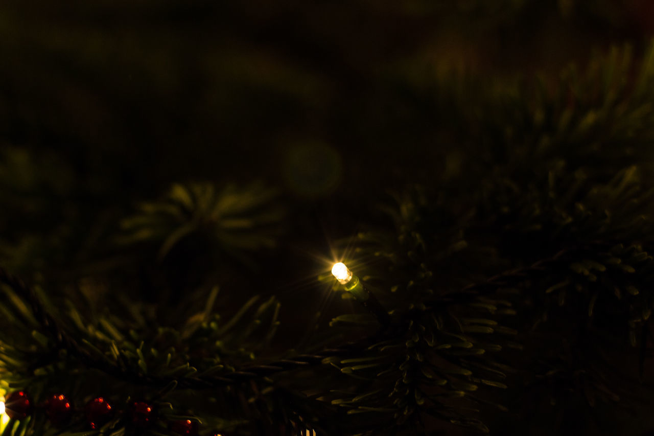 CLOSE-UP OF ILLUMINATED CHRISTMAS TREE