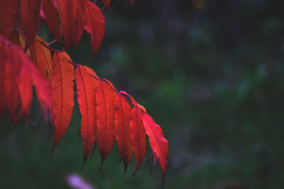 Close-up of red maple leaf on tree