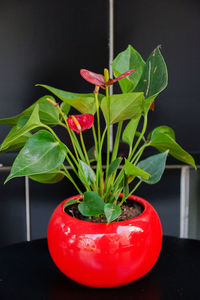 Close-up of potted plant
