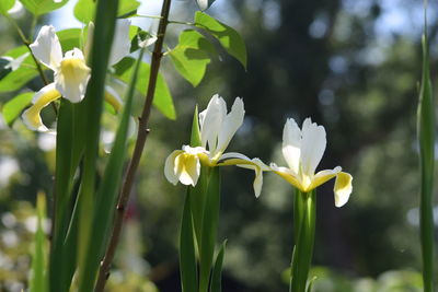 Close-up of white flowers