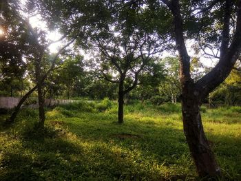 Trees on field in forest