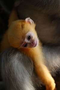Close-up of a young bird