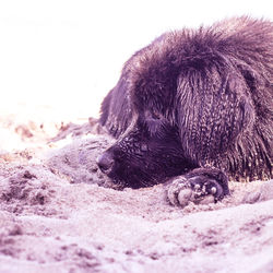 Close-up of dog relaxing on sand