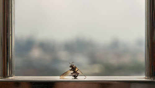 Close-up of fly on glass window