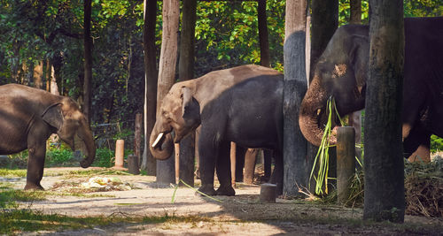 View of elephant in forest