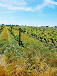 Scenic view of vineyard against sky