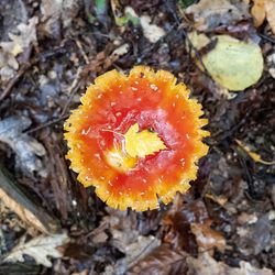 High angle view of mushroom growing on land