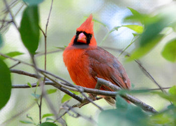 View of bird perching on branch