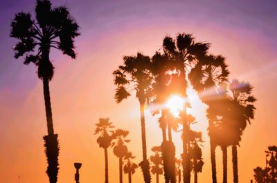 Palm trees at sunset