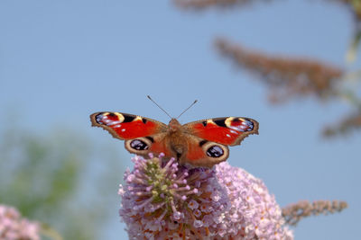 Close-up of butterfly pollinating on purple flower