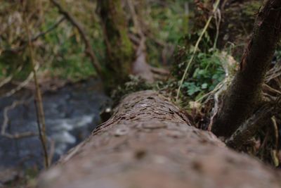 Close-up of tree trunk in forest