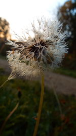 Close-up of flower against sky