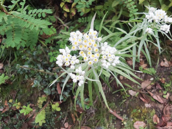 Close-up of white flowers blooming outdoors