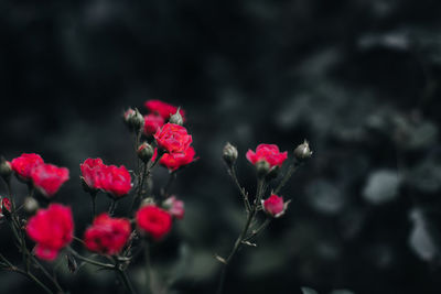 Close-up of red flowering plant