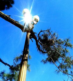 Low angle view of sun shining through trees