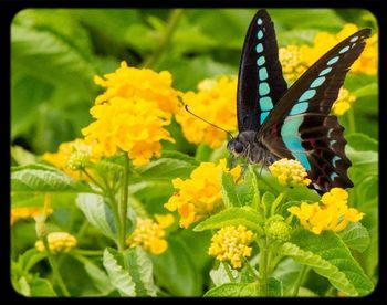 Close-up of butterfly pollinating flower