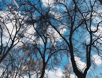 Low angle view of bare trees against blue sky