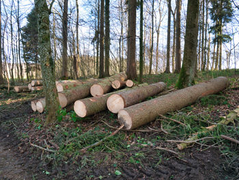 Stack of logs in forest