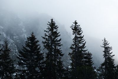 Pine trees in forest during winter