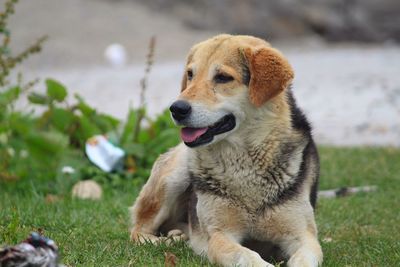 View of dog looking away on field