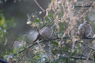 View of bird perching on branch