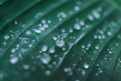 Close-up of water drops on leaves