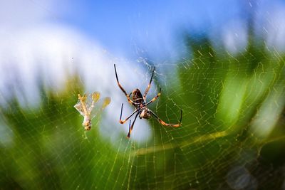 Close-up of spider on web