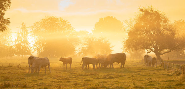 Herd of cows in the light of the rising sun on a foggy autumn morning