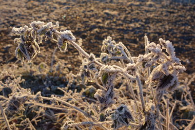 Close up of dead plant