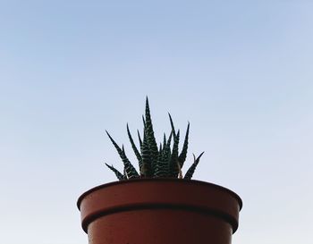Low angle view of potted plant against clear sky