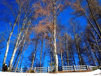 Low angle view of trees against blue sky