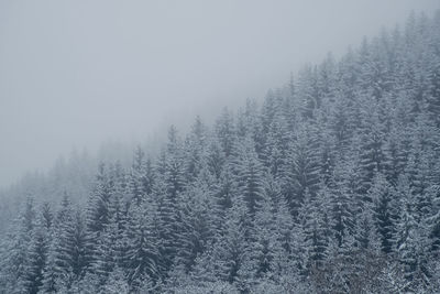 Foggy winter forest 