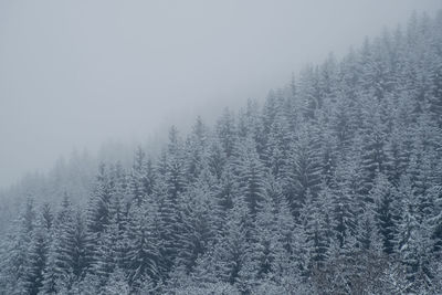 Pine trees in forest during winter