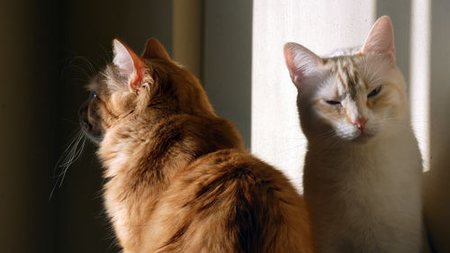 Close-up of cats at home