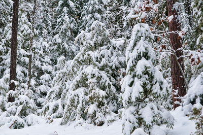 Close-up of snow covered trees