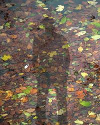 High angle view of autumn leaves on water