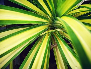 Close-up of palm leaf