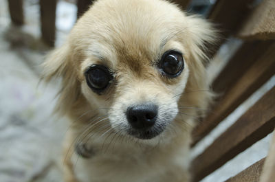 Close-up portrait of dog