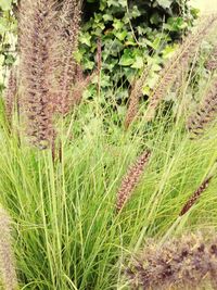 Close-up of plants growing on field