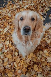 High angle view of dog on dry leaves