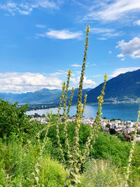 Plants growing on land against sky
