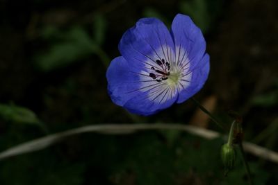 Close-up of insect on purple flower