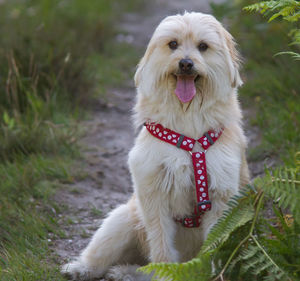 Portrait of dog sticking out tongue on land