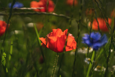 Close-up of red poppy flower on field