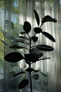 Potted plants on window sill