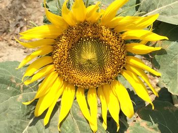 Close-up of sunflower